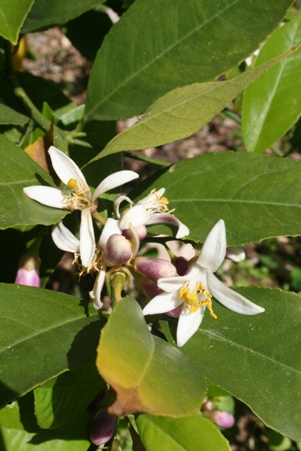 Meyer lemon blossom